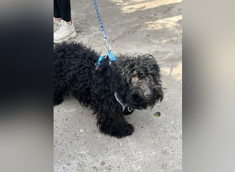 Charlie - unser liebenswerter Wuschel
