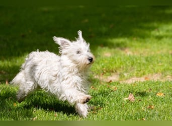 Bess, fröhlicher Westhighland White Terrier Welpe, geb. 2025