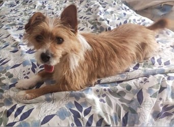 Yorki-Mix-Rüde freut sucht verantwortungsvolles Zuhause