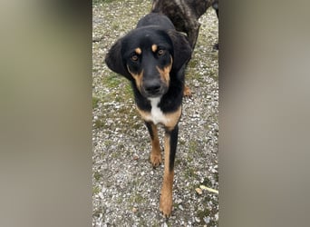 Letti, geb. ca. 05/2024, lebt in GRIECHENLAND, auf einem Gelände, auf dem die Hunde notdürftig verso