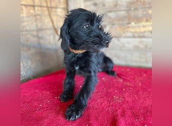 (R) ❤️ süße kleine MONTI - 6 Monate, 35cm/6kg - Schnauzer-Mix