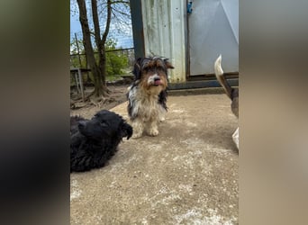 Pfiffige PANCHO - neugierig, gechillt und verschmust