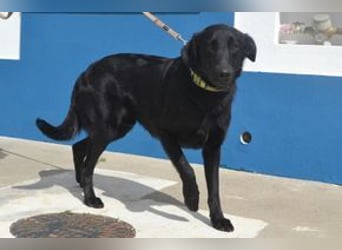 Rafa, ein menschenbezogener und sehr lieber Familienhund