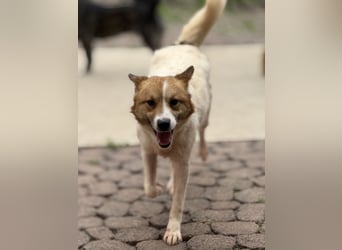 Adel – für Menschen, die lieber einen Hund richtig lieben als zwei halb“