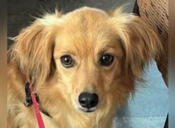 Bolota, Mix Dackel / Spaniel, noch schüchtern und ängstlich