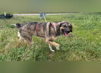 Hazel - liebevoll,schüchtern&ruhig