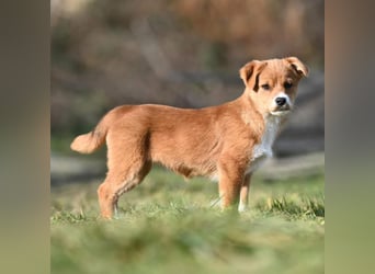 Shelby, kleines Hundemädchen sucht ein Zuhause
