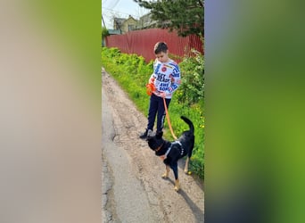 Schlaue AIKA wartet auf eine Familie