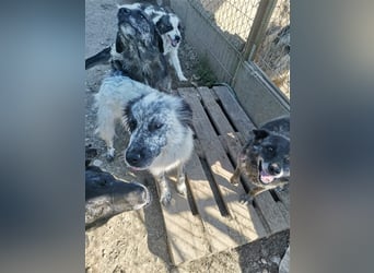 Rolfi - möchte endlich raus aus dem Shelter