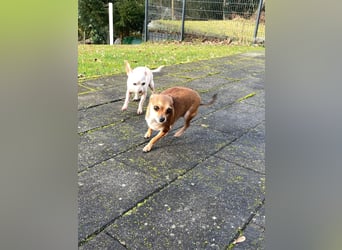 SOPHIE und KAAMI ❤️ 2 Chihuahua Seelen, Pflegefamilie Bochum