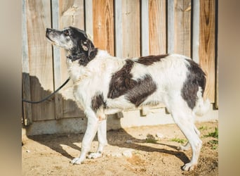 Oriol, Mix Schnauzer / Podengo, lieb und verträglich