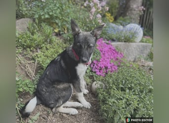 Jilly, liebenswertes Welpenmädchen, PS 94078 Freyung