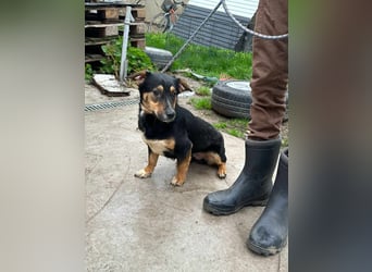 Dexter, geboren 01.08.2023, 34cm sucht sein Körbchen