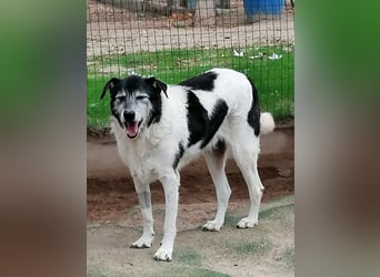 Oriol, Mix Schnauzer / Podengo, lieb und verträglich