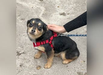 Kira - Kleine Hundedame mit großen Augen sucht ihr Zuhause!