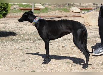 GUILIA-zarte Galga mit großer Seele sucht Geborgenheit in einem liebevollen Zuhause