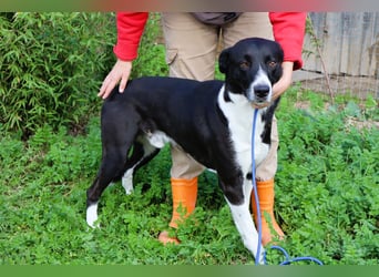 Garoto, Mix Labrador / Dogge - freundlich und sozial
