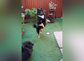 Theo SR – Schlauer Wirbelwind mit treuem Blick sucht aktives Zuhause