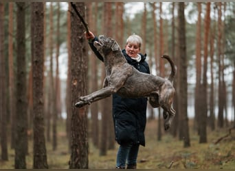 Wir erwarten Cane Corso Italiano Welpen