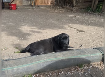 Nur 2 Labrador Weibchen mit Ahnenpass 2 Rüden & 6 Weibchen in Schwarz