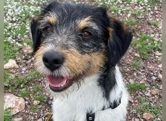 Tobi, charmanter kleiner Knopf, katzen hunde Menschenfreund