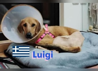 Luigi, geb.05/24 - kleiner Kämpfer sucht seine Familie