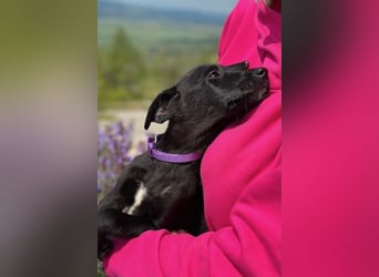 Trudi