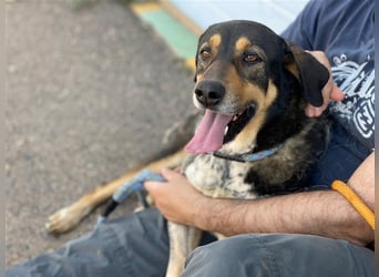 Juanita - Hündin in Spanien