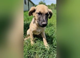 CHICCA ❤  wartet in 26676 Barßel auf Dich