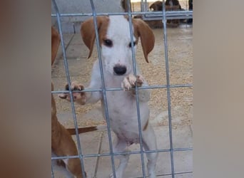 Bracken-Bub ♥ Tilly ♥ ein wahrer Sonnenschein
