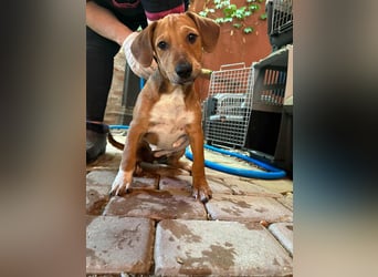 Mandy, geboren 25.03.2025, 29cm sucht ihr Zuhause