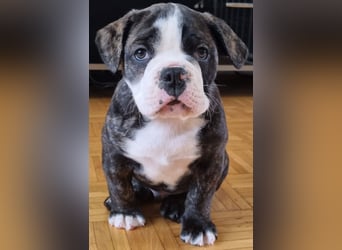 2 Süße Old Englische Bulldogge Welpen