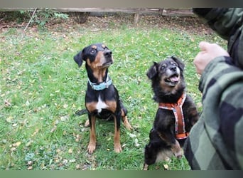 Spencer, Dobermann-Appenzeller Mix, geb. 2014, lieber anhänglicher Rüde