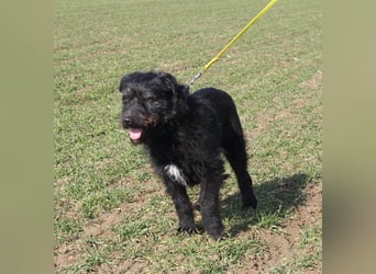 Wasti - Zurückhaltender ruhiger Rüde, ca. 2015 geboren,, Schnauzer-Mischling
