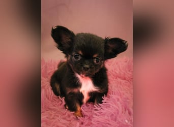 Chihuahuawelpen