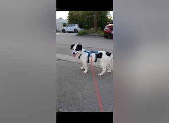 Josie sucht Herzensmensch fürs Leben