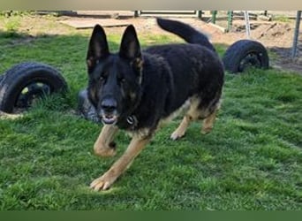 Dringend!!!, Hektor, ein Deutscher Schäferhund auf der Suche nach einem Zuhause