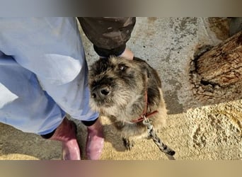Kleiner Schnauzermischling BALIN sucht eine eigene Familie