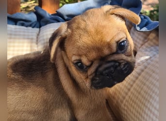 Vergnügte Frops Kinder  (Französische Bulldogge + Mops )