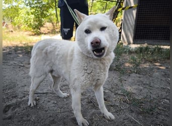 Hachi, sanfter Traumhund, ca. 10 Jahre, ca. 37 cm, ca. 11 kg