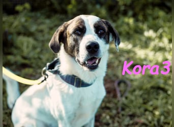 Kora3 08/2019 (ESP) - verspielte und kluge Boxer Mix Hündin!