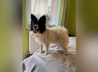 Leopold SR - kleiner Spitz mit großem Charme sucht seinen Platz im Leben