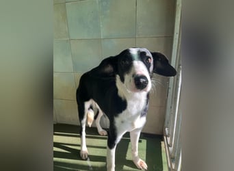 Fröhliche MINNIE lebensfroh, aufgeschlossen, verspielt freut sie sich, das Tierheim zu verlassen