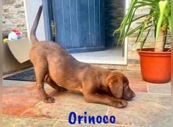 Orinoco geb. 03/2025 (ESP) - aufgeweckter Labrador-Mix Welpe!