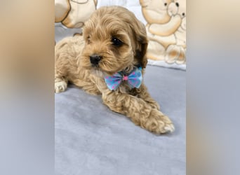 Schöne Cockapoo-Welpen
