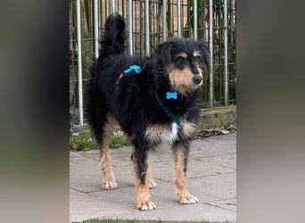 ♥PENNY♥ neu auf Pflegestelle in Köln - süße, anfangs noch vorsichtige Hündin 53 cm