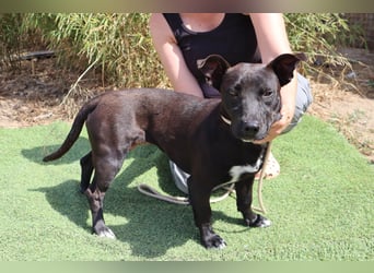Cisco, Terrier-Mix, lieb und sozial