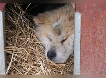 Yuki - ruhige Akita-Hündin
