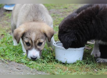 Lotti – süße Maus sucht ihre Menschen