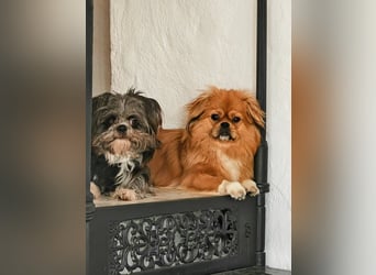 Rocky Shih Tzu Mischling sucht liebevolles Zuhause